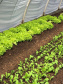 Presos de Guarapuava cultivam orgânicos que são distribuídos à instituições de acolhimento