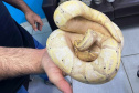 Polícia Militar do Paraná apreende animais silvestres e grande variedade de cobras - 