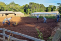 Parceria entre IDR-Paraná e Embrapa Hortaliças incentiva agricultor familiar a produzir alho semente
