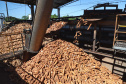Colheita da mandioca avança e qualidade do produto melhora no Paraná