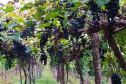 Produtores do Sudoeste debatem tecnologias para impulsionar a produção de uvas
