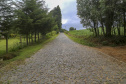 Estrada Rural na Comunidade de Ribeirão de Cima, em Teixeira Soares - 