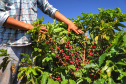 IDR-Paraná celebra 50 anos de pesquisa com lançamento de novas cultivares