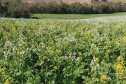 IDR-Paraná celebra 50 anos de pesquisa com lançamento de cultivares