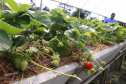 Tecpar abre vaga para bolsista de agronomia em programa de certificação de orgânicos