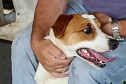 Mais de 2 mil animais devem ser atendidos nesta semana pelo CastraPet Paraná