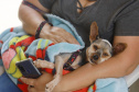 Mais de 2 mil animais devem ser atendidos nesta semana pelo CastraPet Paraná