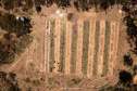 APP Paraná Mais Verde facilita pedido de mudas de árvores nativas para o IAT
