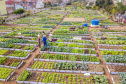 Hortas urbanas sob linhas de energia produzem toneladas de alimentos orgânicos no PR