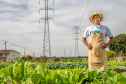 Hortas urbanas sob linhas de energia produzem toneladas de alimentos orgânicos no PR
