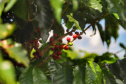 Prova de xícara define nesta semana os vencedores do Prêmio Café Qualidade Paraná 2022