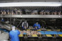 Com avicultura em destaque, Paraná produziu 4,87 milhões de toneladas de carne neste ano
