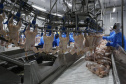 Com avicultura em destaque, Paraná produziu 4,87 milhões de toneladas de carne neste ano