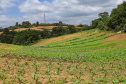 Líder nacional em produtores de orgânicos, Paraná investe para ampliar ainda mais o segmento - 