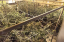  Denúncia via 181 leva polícia a apreender 400 pés de maconha e fechar laboratório de drogas em Curitiba 
