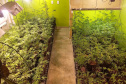 Denúncia via 181 leva polícia a apreender 400 pés de maconha e fechar laboratório de drogas em Curitiba 