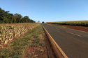 Estado garante investimento para construção de ciclovia em Alvorada do Sul 