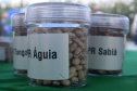 Nova cultivar de feijão do IDR-Paraná é destaque no Show Rural