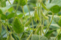 PARANÁ AGRO