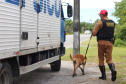 Cães da PRE