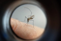 Com surto de chikungunya no Paraguai, Saúde emite alerta para casos da doença no Paraná