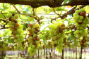 Programa de apoio à produção de uvas e derivados no Paraná reforça ações em 2023