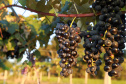 Programa de apoio à produção de uvas e derivados no Paraná reforça ações em 2023