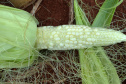 IDR-Paraná discute enfezamento do milho no Show Rural