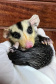 Animais Silvestres
