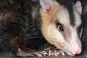 Animais Silvestres
