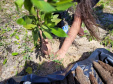 Projeto do IAT em parceria com a prefeitura de Pontal do Paraná recuperou uma área de 350 metros quadrados de restinga