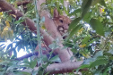Captura da onça parda mobilizou técnicos do Instituto Água e Terra (IAT), militares do Batalhão de Polícia Ambiental-Força Verde (BPAmb-FV) e um médico veterinário anestesista. Animal é um macho com 36 quilos, jovem e saudável. PR