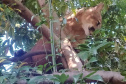 Captura da onça parda mobilizou técnicos do Instituto Água e Terra (IAT), militares do Batalhão de Polícia Ambiental-Força Verde (BPAmb-FV) e um médico veterinário anestesista. Animal é um macho com 36 quilos, jovem e saudável. PR