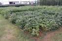 Vânia Moda Cirino é responsável técnica pelo desenvolvimento de mais de 38 cultivares de feijão, trabalho que contribui com os pequenos produtores e para a segurança alimentar da população. Na foto,  nova cultivares de feijão do IDR-Paraná foram destaque no Show Rural