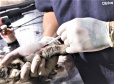 CastraPet Paraná alcança 73 mil animais esterilizados em 218 municípios