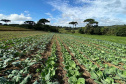 Santa Tereza do Oeste recebe 2º Dia de Campo de SPDH