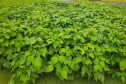 Vânia Moda Cirino é responsável técnica pelo desenvolvimento de mais de 38 cultivares de feijão, trabalho que contribui com os pequenos produtores e para a segurança alimentar da população. Na foto,  nova cultivares de feijão do IDR-Paraná foram destaque no Show Rural