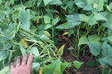 Vânia Moda Cirino é responsável técnica pelo desenvolvimento de mais de 38 cultivares de feijão, trabalho que contribui com os pequenos produtores e para a segurança alimentar da população. Na foto,  nova cultivares de feijão do IDR-Paraná foram destaque no Show Rural