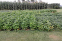 Vânia Moda Cirino é responsável técnica pelo desenvolvimento de mais de 38 cultivares de feijão, trabalho que contribui com os pequenos produtores e para a segurança alimentar da população. Na foto,  nova cultivares de feijão do IDR-Paraná foram destaque no Show Rural