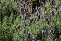 Rota da Lavanda