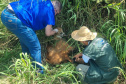 Equipe do IAT resgata lobo-guará atropelado em rodovia dos Campos Gerais