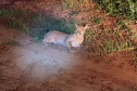 Captura da onça parda mobilizou técnicos do Instituto Água e Terra (IAT), militares do Batalhão de Polícia Ambiental-Força Verde (BPAmb-FV) e um médico veterinário anestesista. Animal é um macho com 36 quilos, jovem e saudável. PR