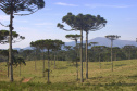 A colheita, venda, transporte e armazenamento do pinhão estão liberados no Paraná a partir deste sábado, 1º de abril. IAT alerta para a necessidade de semente da Araucária estar madura para ser comercializada