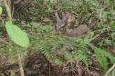 Veado, cachorro-do-mato e pássaros trinca-ferro retornam à natureza com suporte do IAT