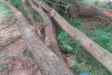 Tapira IAT