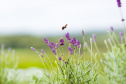 Rota da Lavanda