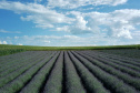 Rota da Lavanda