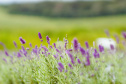 Rota da Lavanda