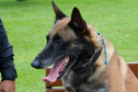 1ª Cãominhada das Forças Policiais