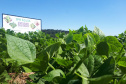Lançamento do Feijão IPR Águia, em Ponta Grossa